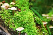 世界短跑科研基金设立：支持青年科研人员研究运动表现，世界短跑锦标赛
