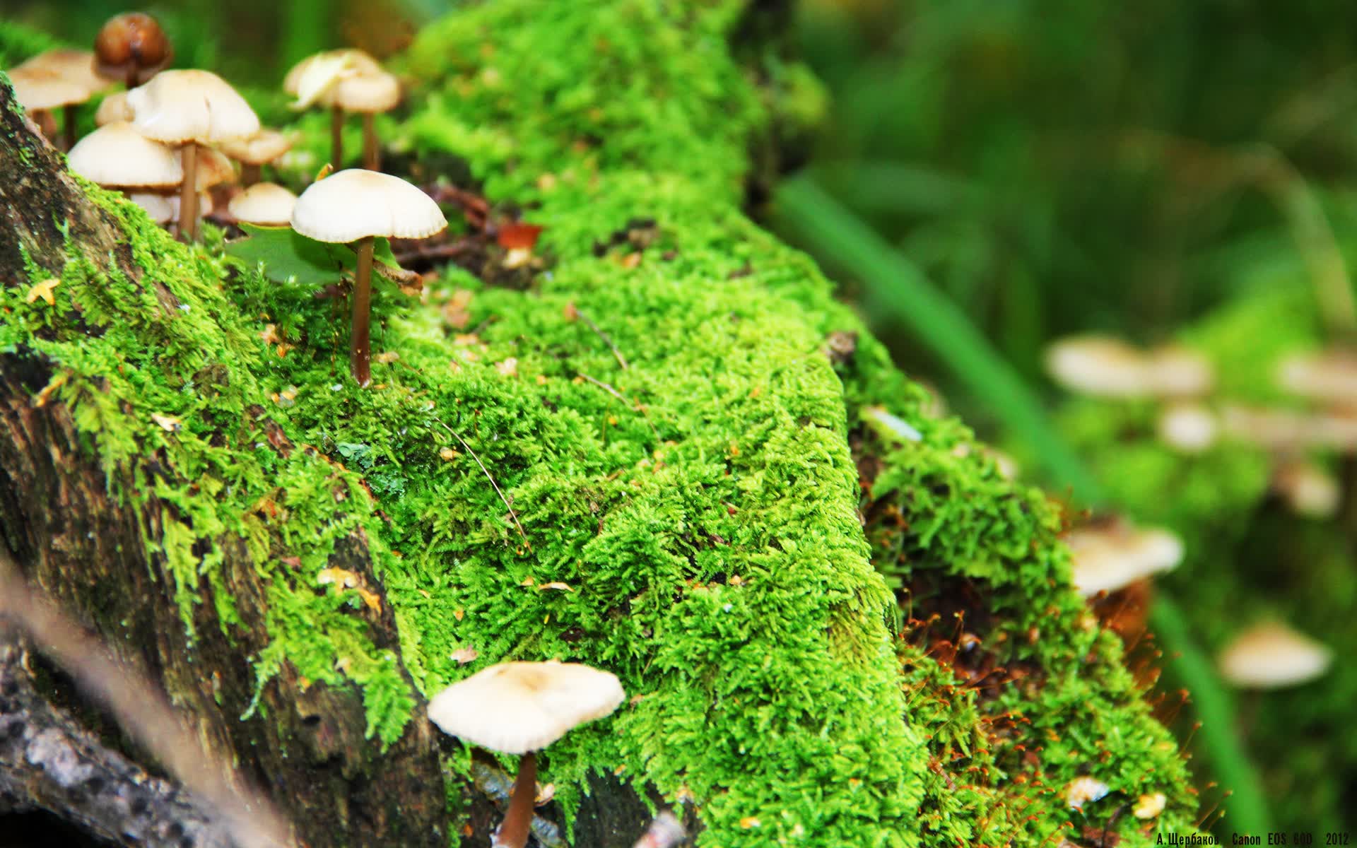 世界短跑科研基金设立：支持青年科研人员研究运动表现，世界短跑锦标赛